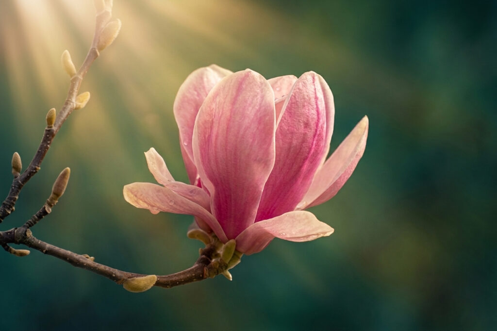Referenzbild einer Magnolie im Sonnenlicht mit Bokeh-Hintergrund